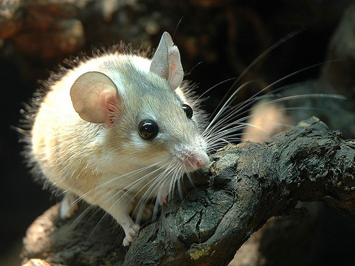 African spiny mouse may hold key to scarfree skin regeneration CBS News