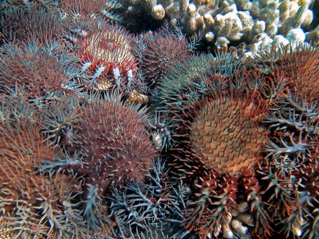 Population outbreaks of the coral eating starfish Acanthaster planci have been responsible for 42% of the over 50% decline in coral cover on the Great Barrier Reef between 1985 and 2012