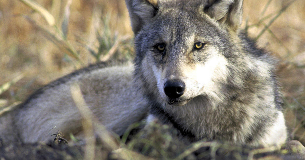 Trump administration ends endangered species protections for wolves as conservationists threaten lawsuits