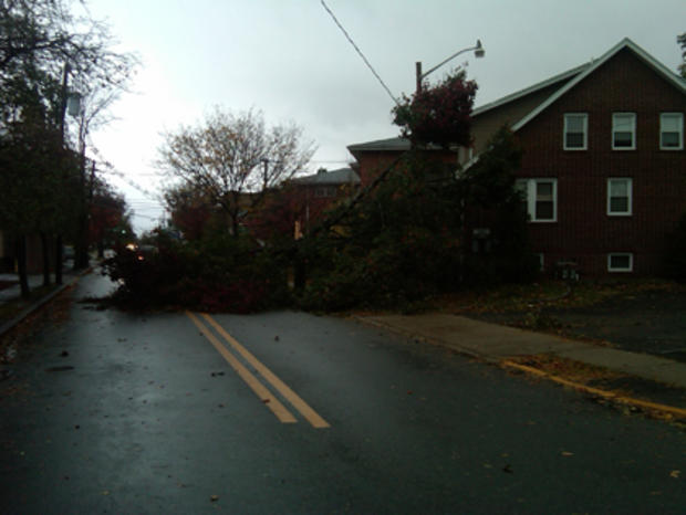 Tree Down In Lodi, N.J. 