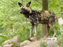 african painted dog