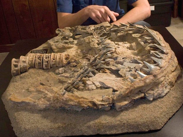 Dana Ehret, lead author of a University of Florida study on the origin of great white sharks, analyzes a 4.5-million-year-old fossil at Gordon Hubbell's private gallery in Gainesville, Fla., on March 6, 2009.