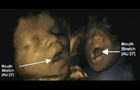 Ultrasound videos have captured fetuses yawning in the womb. 