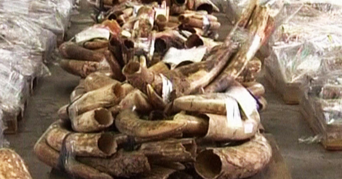 Wealthy Chinese Drive Illegal Ivory Trade Boom Cbs News