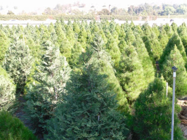 mountain pines Christmas Tree Farm 
