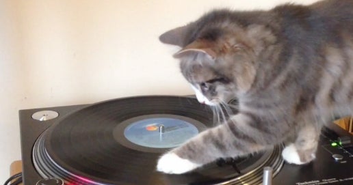 Watch this cute cat remix and scratch Bob Marley CBS News