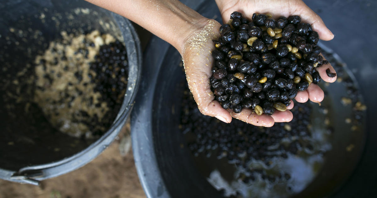 Pricey Elephant Poop Coffee Cbs News