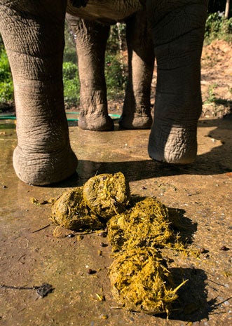 Pricey elephant poop coffee CBS News