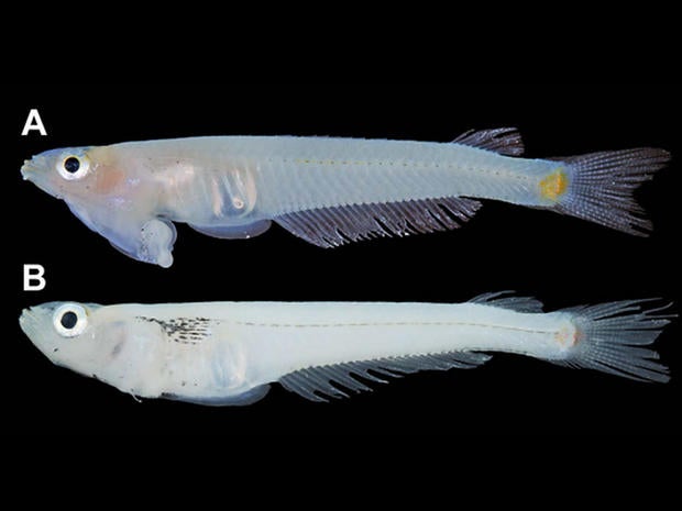 Freshly collected specimens of Phallostethus cuulong. A) male, B) female