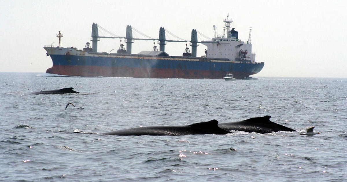 Loud ships disturbing whales - Videos - CBS News