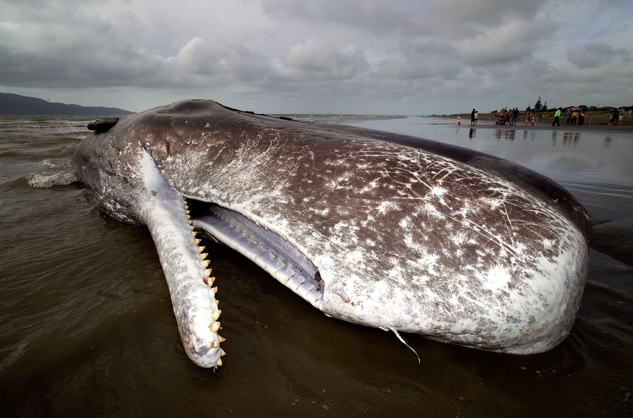 Dead sperm whale beached in New Zealand