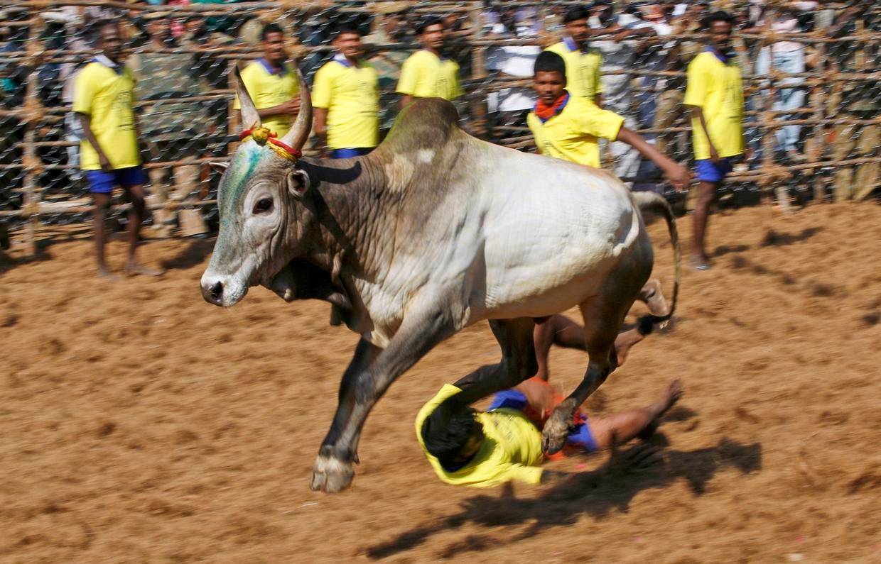 Extreme wild bull taming Photo 7 Pictures CBS News