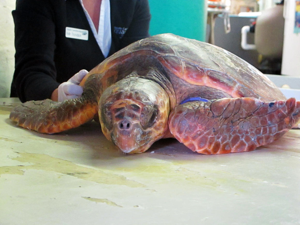 Rescuing sea turtles from cold waters Photo 7 Pictures CBS News