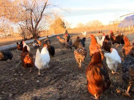 Shelby Grebenc's chickens