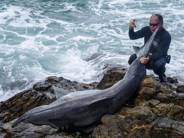 South African angler Leon Bekker is seen with a great white shark he landed