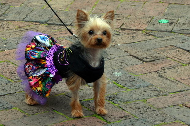 Mardi Gras dog parade - Photo 1 - CBS News