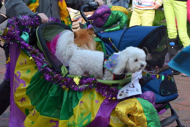 Mardi Gras dog parade - Photo 1 - CBS News