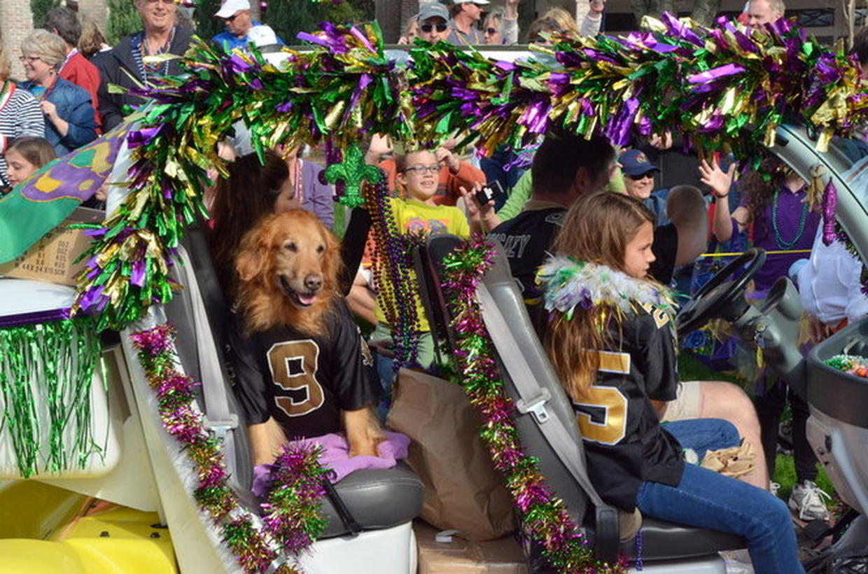 Mardi Gras dog parade Photo 9 CBS News