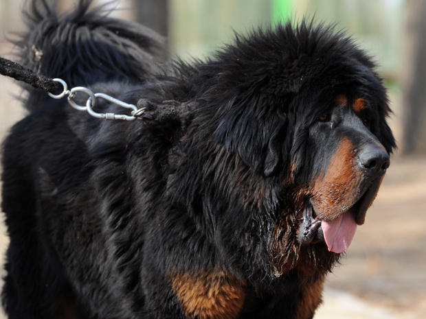 Tibetan Mastiff - Westminster Dog Show: The big-money breeds - Pictures ...