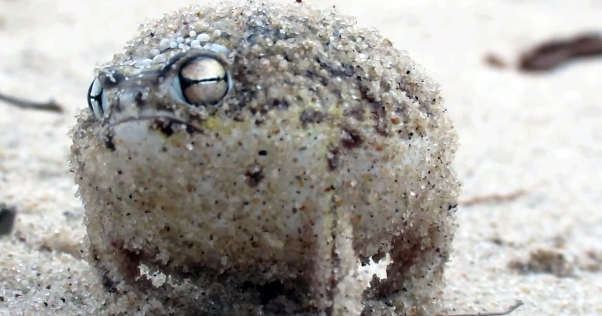 Tiny Angry Squeaking Frog : Small Squeaky Frog Is Angry – IQLV