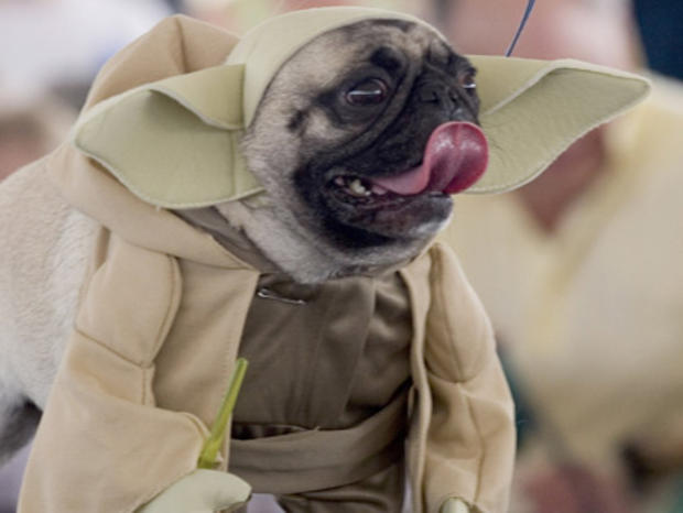 Dogs Dress Up At Annual "Pug Parade" 