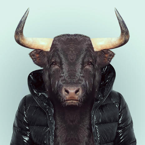 Bull - \