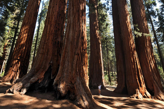 sequoia-national-park-in-central-california.jpg 