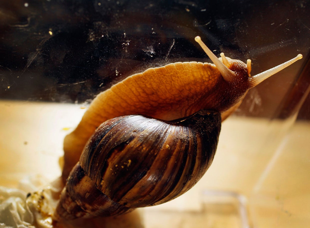 Giant African land snails take over Florida