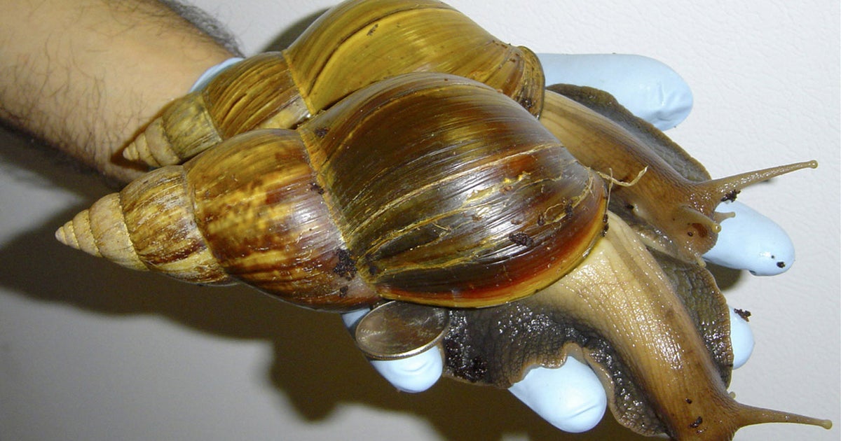 Giant African land snail spotted in Texas CBS News