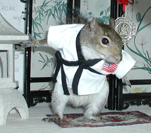 Image result for squirrel karate sugar bush