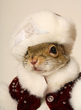 The most photographed squirrel in the world - Photo 1 - Pictures - CBS News