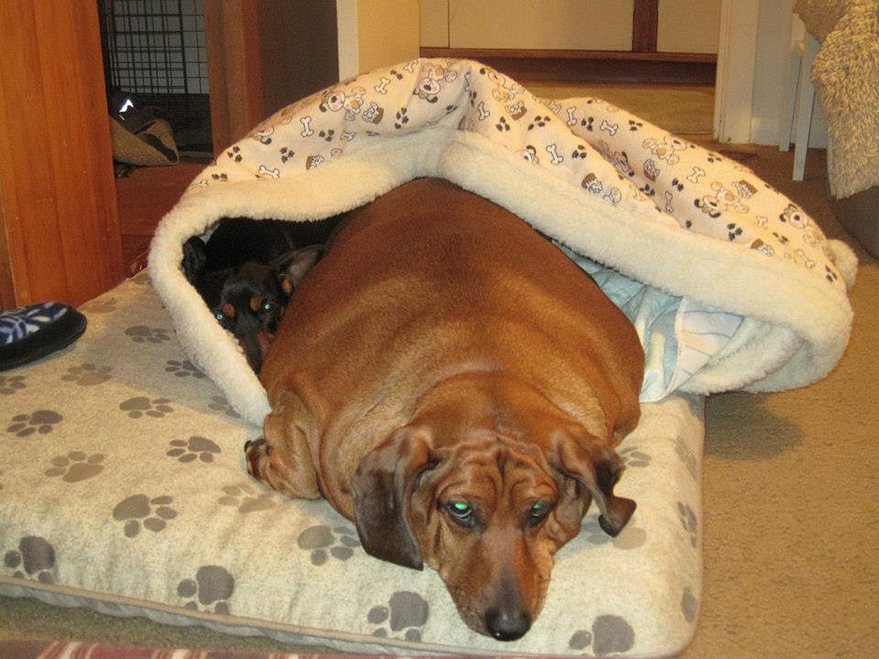 Obese dachshund's weight loss journey CBS News