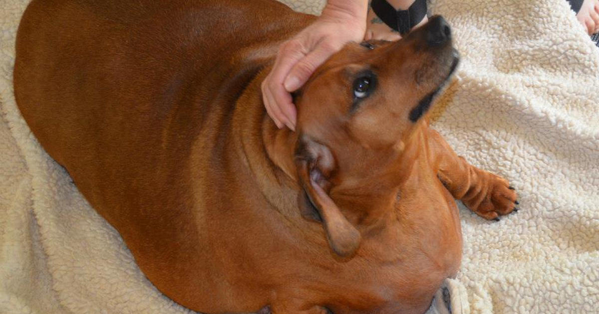 70 kilogram dachshund pierde greutate)