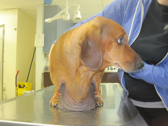 obez dachshund pierde greutate