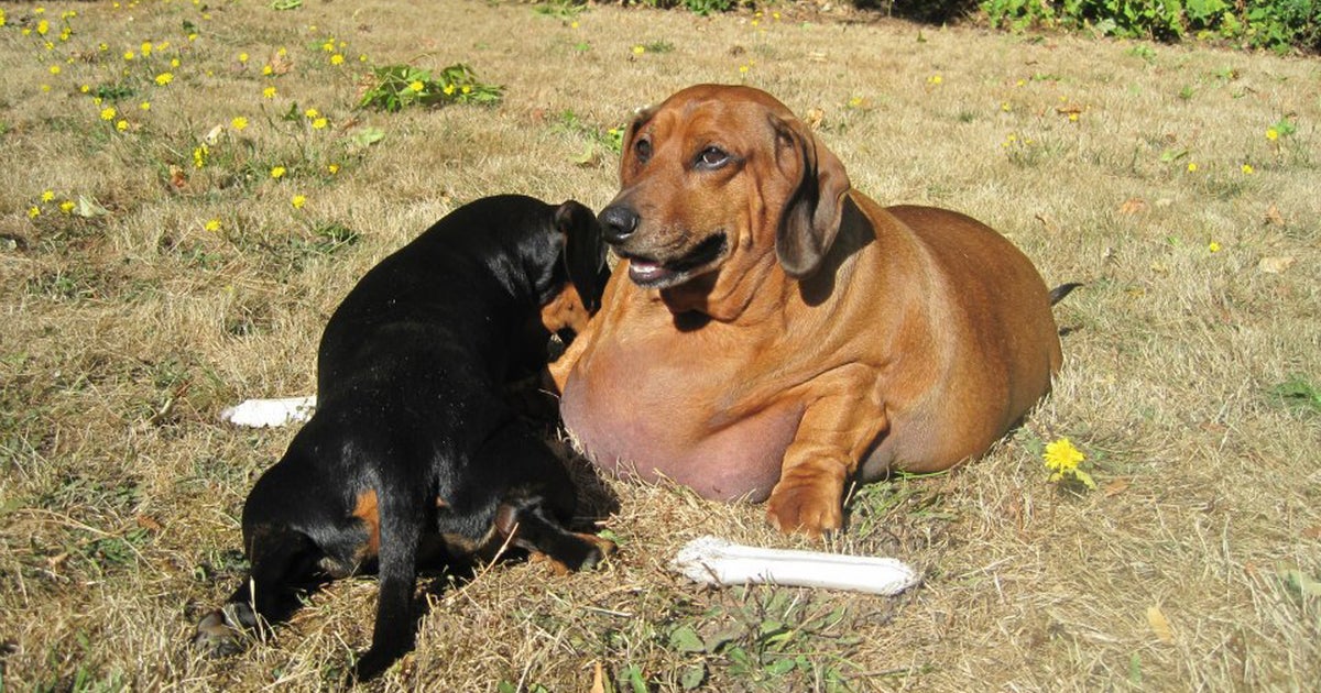 biggest dachshund