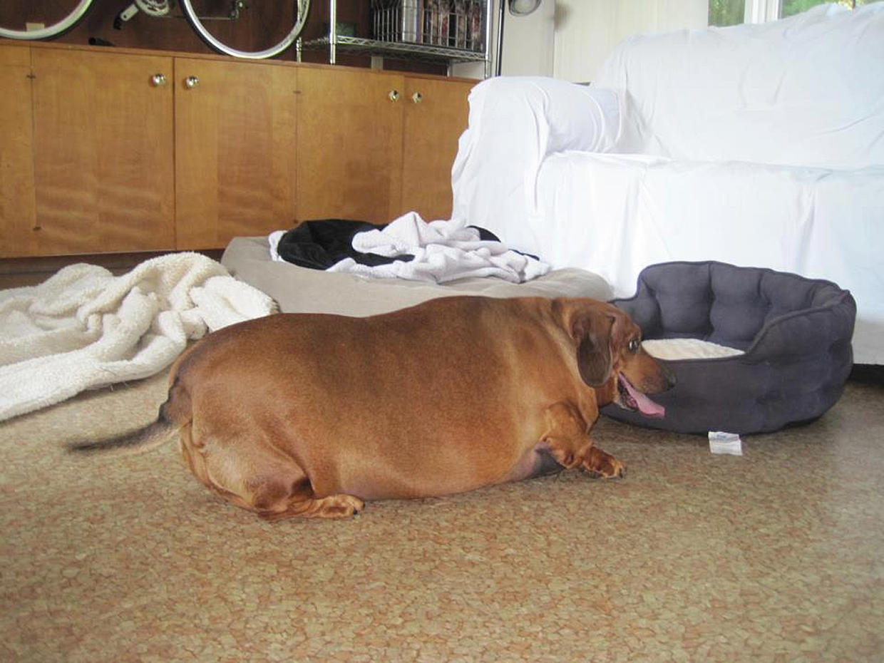 Obese dachshund's weight loss journey Photo 34 Pictures CBS News