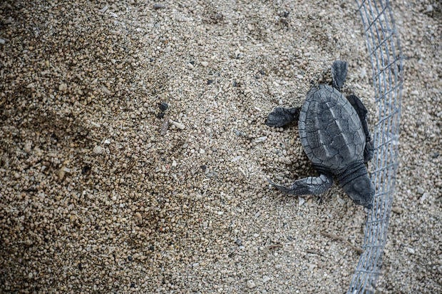 Turtle conservation in Bali - Photo 1 - CBS News