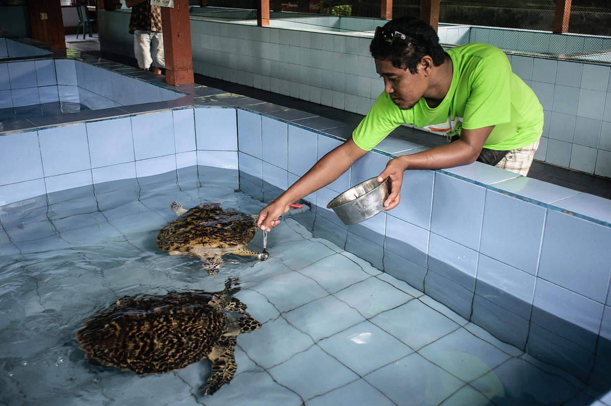 Turtle conservation in Bali - CBS News