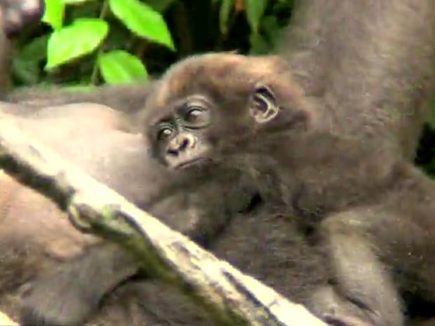Baby gorilla