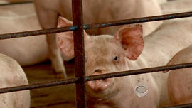 A hog looks through the fence at Smithfield Food farm in Virginia.