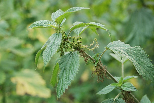 Toyota Of New Bern >> Wild parsnip - Beware of the wild parsnip and other ... Toyota Of New Bern >> Wild parsnip - Beware of the wild parsnip and other ...