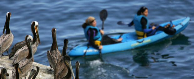 Brown Pelicans Thrive In Wake of DDT Ban And Establishment of Earth Day 