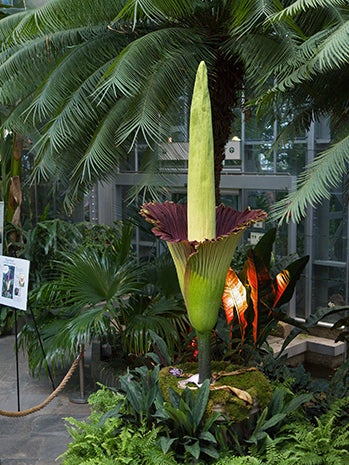 "Corpse flower" in bloom