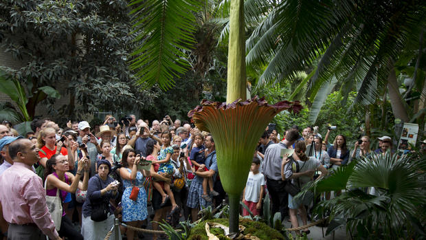 Rare, giant plant set to show off once-a-century bloom - CBS News