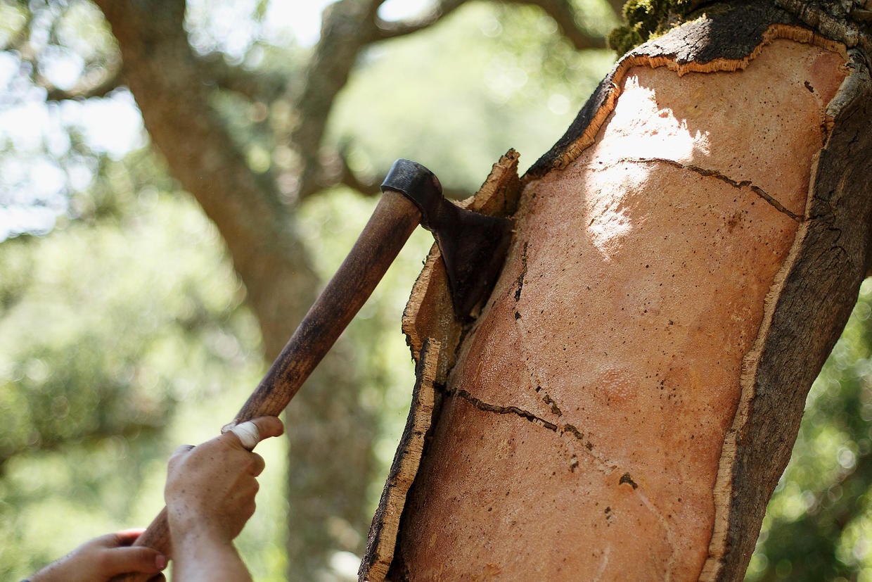Cork harvest in Spain Photo 18 Pictures CBS News
