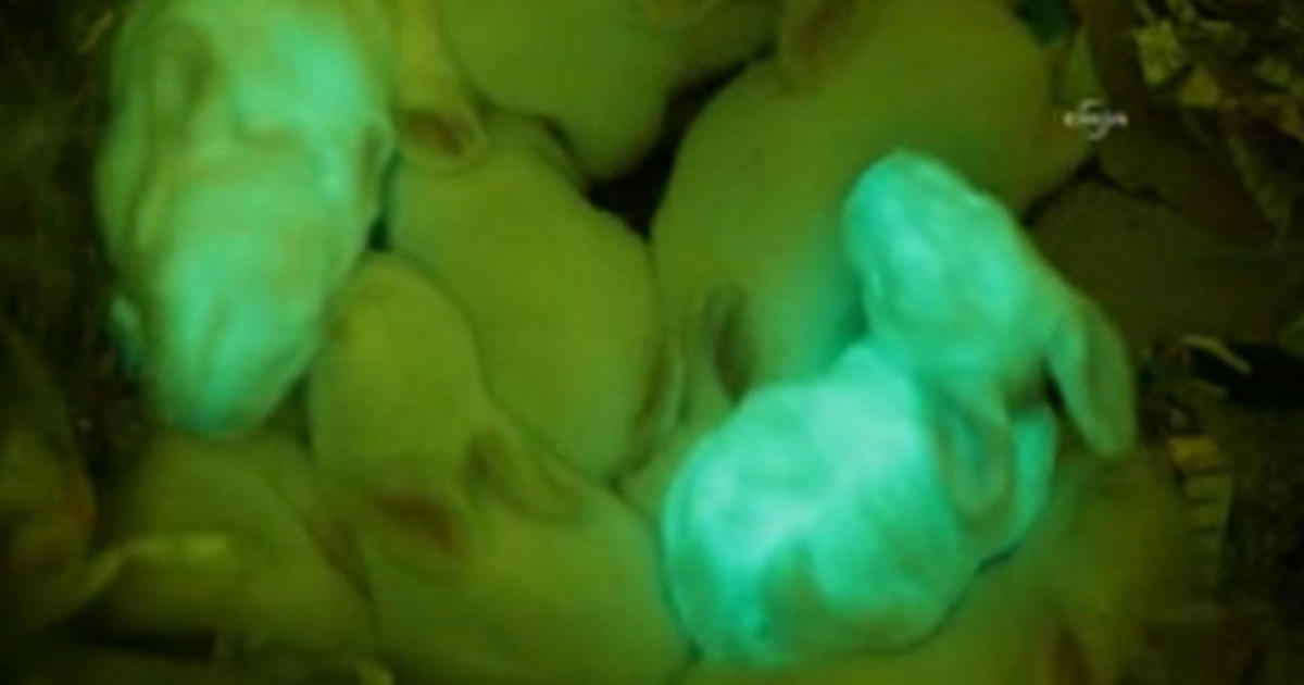 Living, breathing, glowing rabbits successfully born - CBS News