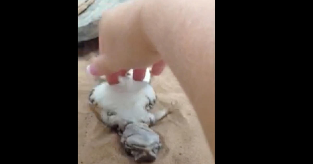 Baby Lizard Loves Herself Some Belly Rubs Cbs News