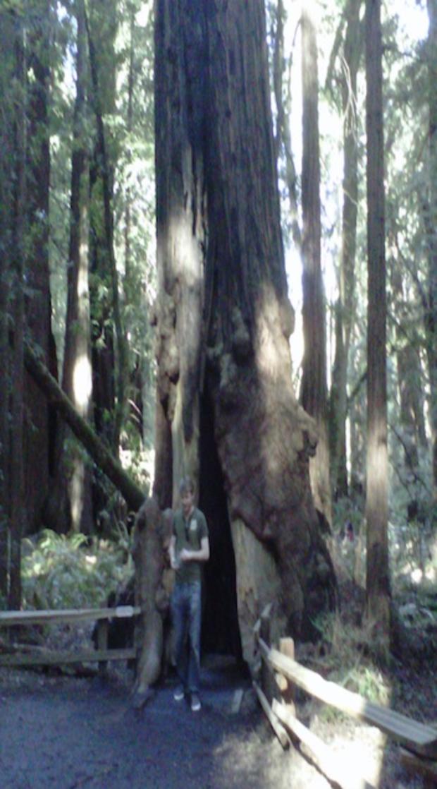 redwood.jpg 