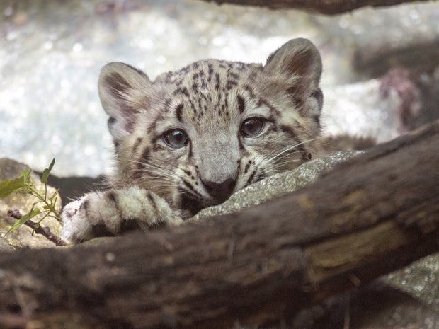 Snow leopard cub steps into limelight at Bronx Zoo - CBS News