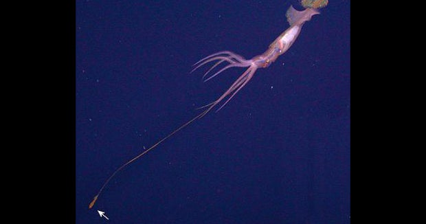 Deepsea squids' tentacle tips swim on their own CBS News
